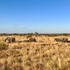 Safari activiteit Kruger